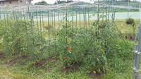 Tomato-batake11-07.jpg