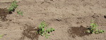 Tomato10-06.jpg