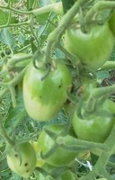 aomusi-tomato11-07-1.jpg