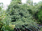 kaki10-10-03.jpg