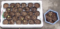 natamame11-05-20.jpg