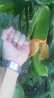 natamame11-09-03.jpg